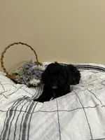 Susie, a female Poochon for sale in Tonopah, AZ – Photo 3 of 3