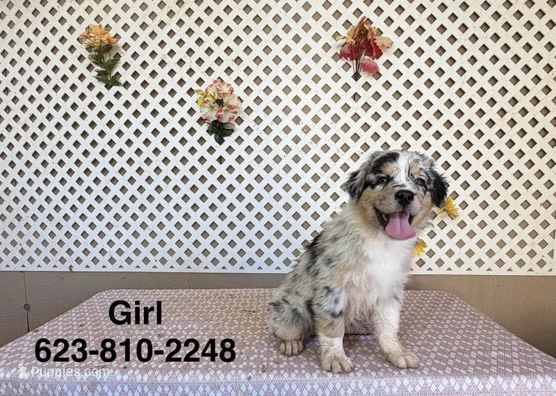 Angel  – Australian Shepherd puppy for sale in Tonopah, AZ