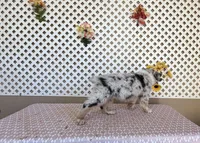 Angel , a female Australian Shepherd for sale in Tonopah, AZ – Photo 4 of 4