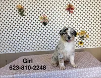 Angel , a female Australian Shepherd for sale in Tonopah, AZ – Photo 2 of 4
