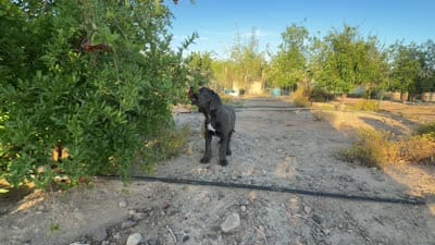 Titan, a male Cane Corso for sale in Tonopah, AZ – 3 of 3