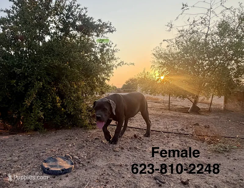 Jennie  – Cane Corso puppy for sale in Tonopah, AZ