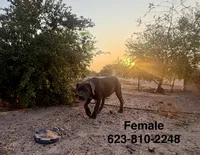 Jennie , a female Cane Corso for sale in Tonopah, AZ – 1 of 2