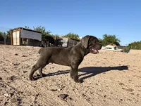 Cindy , a female Cane Corso for sale in Tonopah, AZ – 3 of 5