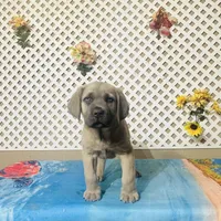 Tank, a male Cane Corso for sale in Tonopah, AZ – Photo 2 of 2