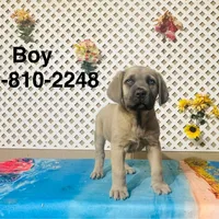 Tank, a male Cane Corso for sale in Tonopah, AZ – Photo 1 of 2