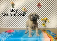 Tank, a male Cane Corso for sale in Tonopah, AZ – Photo 1 of 2