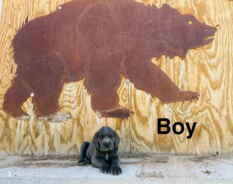 Rocky  – Cane Corso puppy for sale in Tonopah, AZ