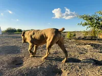 Crypto , a male Cane Corso for sale in Tonopah, AZ – 3 of 3