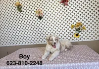 Kevin, a male Australian Shepherd for sale in Tonopah, AZ – Photo 2 of 3