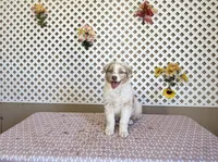 Kevin, a male Australian Shepherd for sale in Tonopah, AZ – Photo 3 of 3