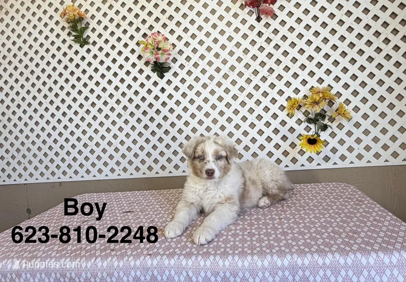 Kevin, a male Australian Shepherd for sale in Tonopah, AZ – Photo 1 of 3