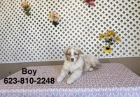 Kevin, a male Australian Shepherd for sale in Tonopah, AZ – Photo 1 of 3