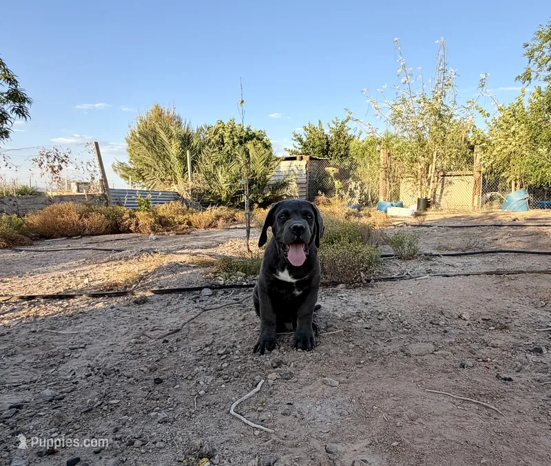 Titan – Cane Corso puppy for sale in Tonopah, AZ
