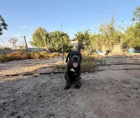 Titan, a male Cane Corso for sale in Tonopah, AZ – 1 of 3