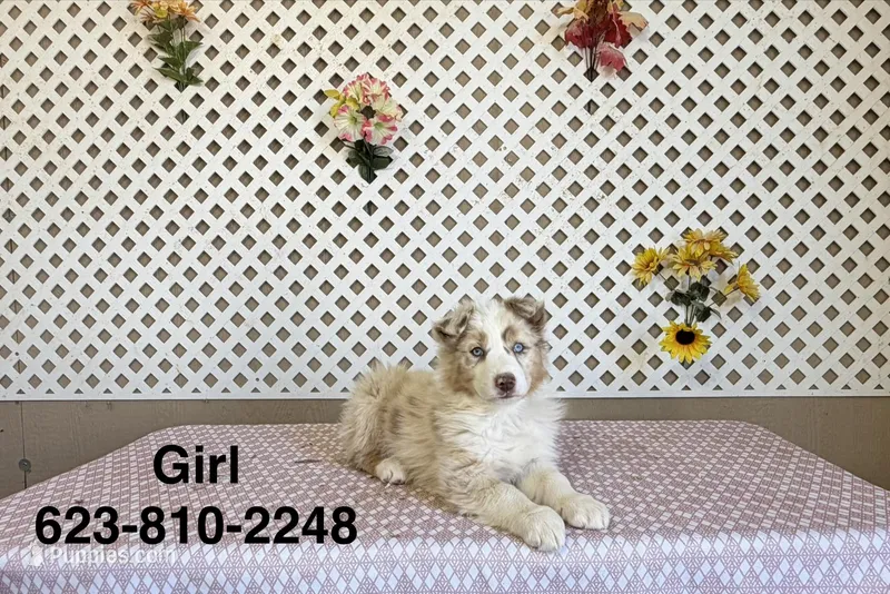 Jennie – Australian Shepherd puppy for sale in Tonopah, AZ