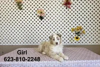 Jennie, a female Australian Shepherd for sale in Tonopah, AZ – Photo 1 of 3