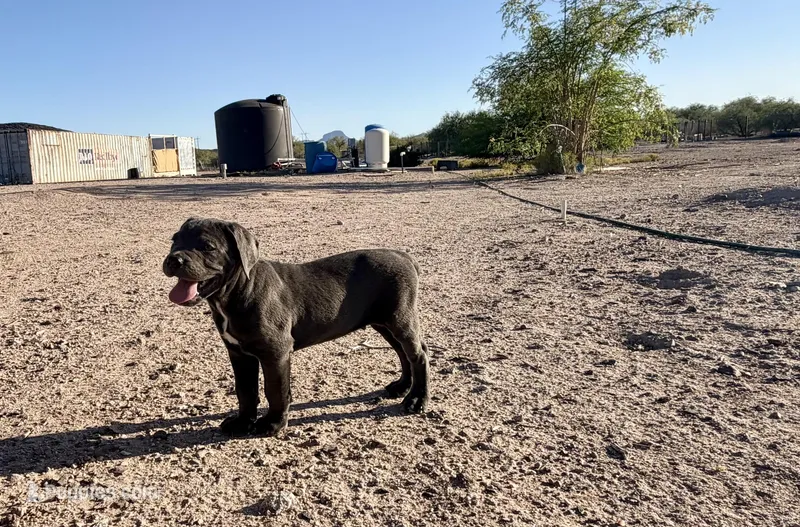 Stone, a male Cane Corso for sale in Tonopah, AZ – Photo 1 of 3