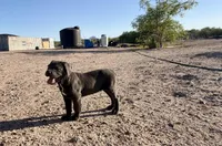 Stone, a male Cane Corso for sale in Tonopah, AZ – Photo 1 of 3