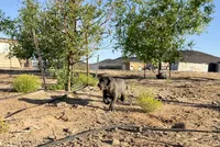 Stone, a male Cane Corso for sale in Tonopah, AZ – Photo 3 of 3