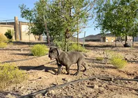 Stone, a male Cane Corso for sale in Tonopah, AZ – Photo 2 of 3