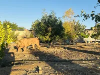 Crypto , a male Cane Corso for sale in Tonopah, AZ – 2 of 3