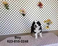 Ben, a male Australian Shepherd for sale in Tonopah, AZ – Photo 1 of 3