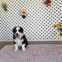 Ben, a male Australian Shepherd for sale in Tonopah, AZ – Photo 1 of 2