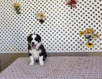 Ben, a male Australian Shepherd for sale in Tonopah, AZ – Photo 2 of 3
