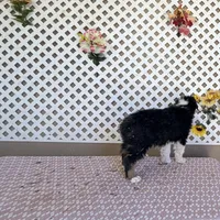 Ben, a male Australian Shepherd for sale in Tonopah, AZ – Photo 2 of 2