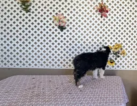 Ben, a male Australian Shepherd for sale in Tonopah, AZ – Photo 3 of 3