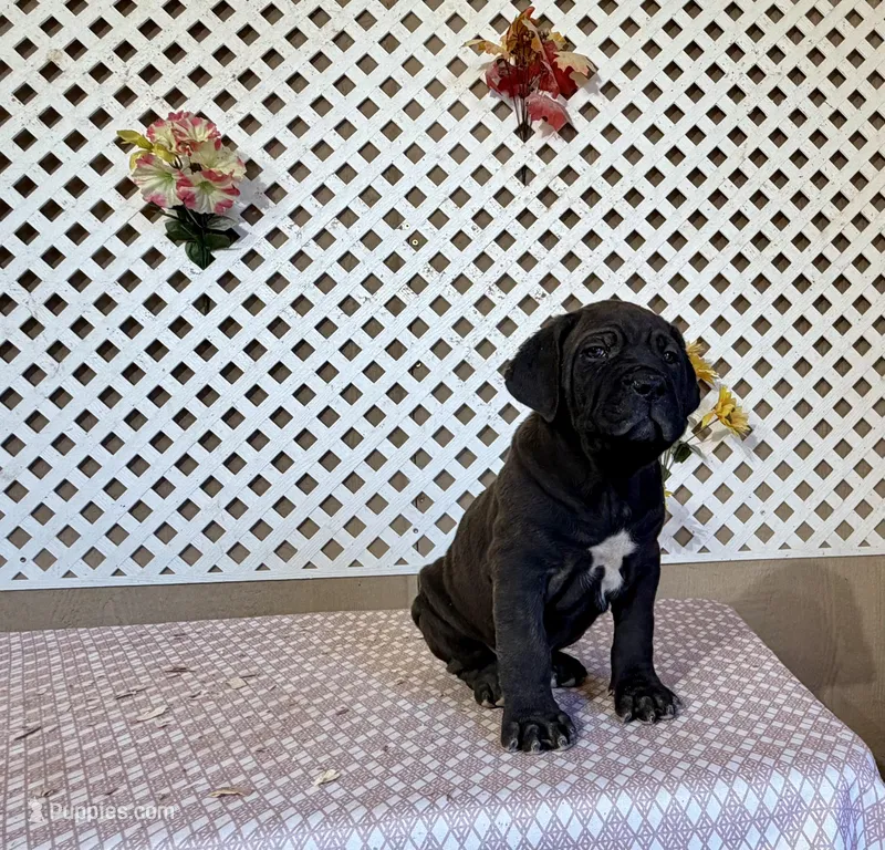 Bear – Cane Corso puppy for sale in Tonopah, AZ