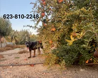 Jennie , a female Cane Corso for sale in Tonopah, AZ – 2 of 2