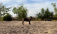 Cindy , a female Cane Corso for sale in Tonopah, AZ – 2 of 5