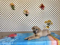 Lisa, a female Cane Corso for sale in Tonopah, AZ – Photo 2 of 2