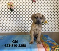 Lisa, a female Cane Corso for sale in Tonopah, AZ – Photo 1 of 2