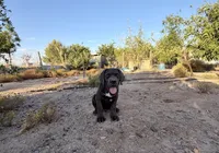 Titan, a male Cane Corso for sale in Tonopah, AZ – 2 of 3