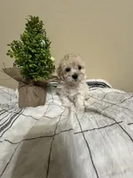 Clover, a female Poochon for sale in Tonopah, AZ – Photo 3 of 3