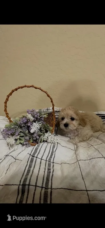 Clover – Poochon puppy for sale in Tonopah, AZ