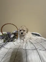 Clover, a female Poochon for sale in Tonopah, AZ – Photo 2 of 3