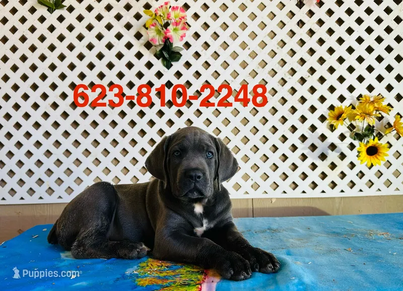 Lily – Cane Corso puppy for sale in Tonopah, AZ