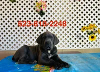 Lily, a female Cane Corso for sale in Tonopah, AZ – 1 of 1