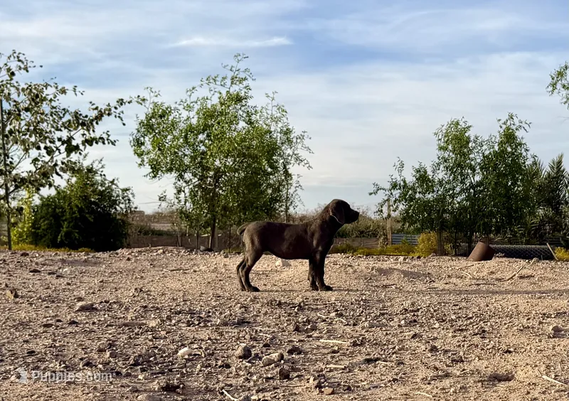 Cindy  – Cane Corso puppy for sale in Tonopah, AZ