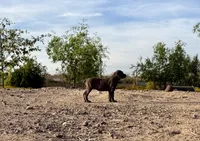 Cindy , a female Cane Corso for sale in Tonopah, AZ – 1 of 5