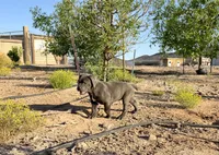 Cindy , a female Cane Corso for sale in Tonopah, AZ – 5 of 5