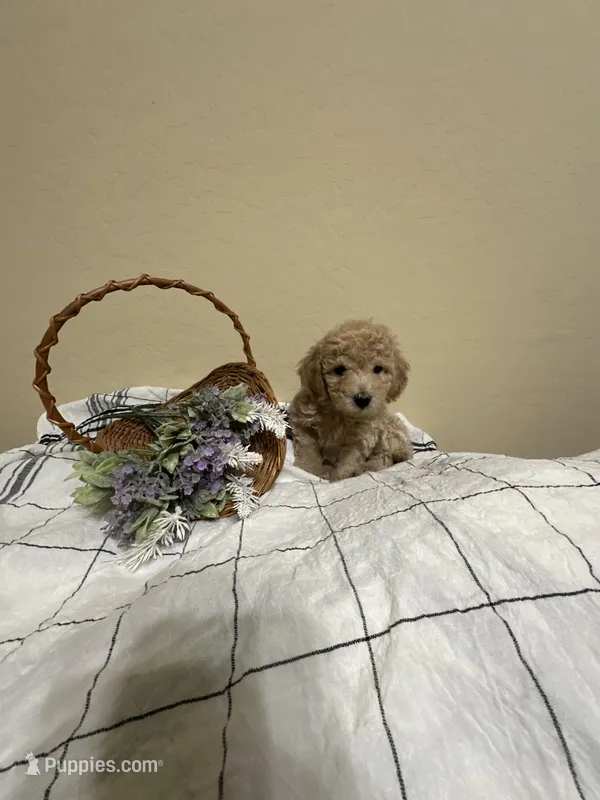 Carmel – Poochon puppy for sale in Tonopah, AZ