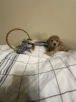 Carmel, a male Poochon for sale in Tonopah, AZ – Photo 3 of 3