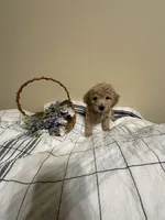 Carmel, a male Poochon for sale in Tonopah, AZ – Photo 2 of 3