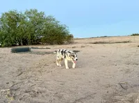 Tommy, a male Australian Shepherd for sale in Tonopah, AZ – 2 of 3