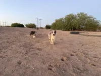 Tommy, a male Australian Shepherd for sale in Tonopah, AZ – 3 of 3